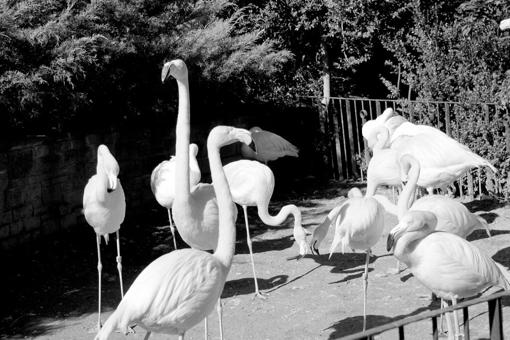 Flamingo Gruppe