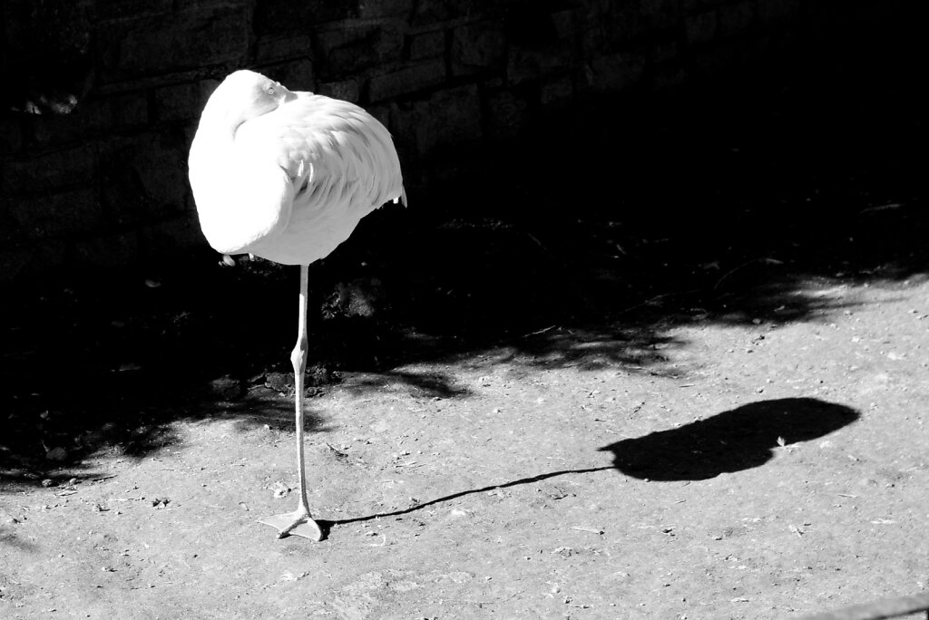 Flamingo Einbein Schwarzweiß