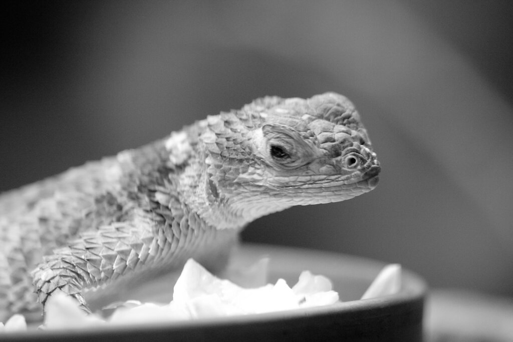 Reptil Schwarzweiß