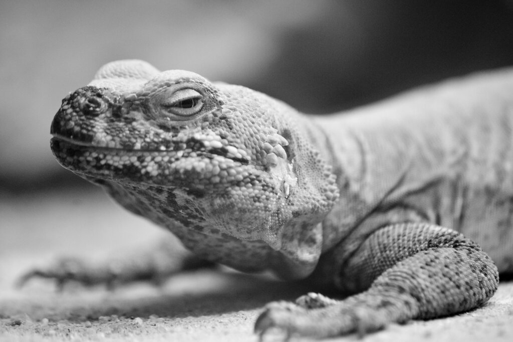Reptil 