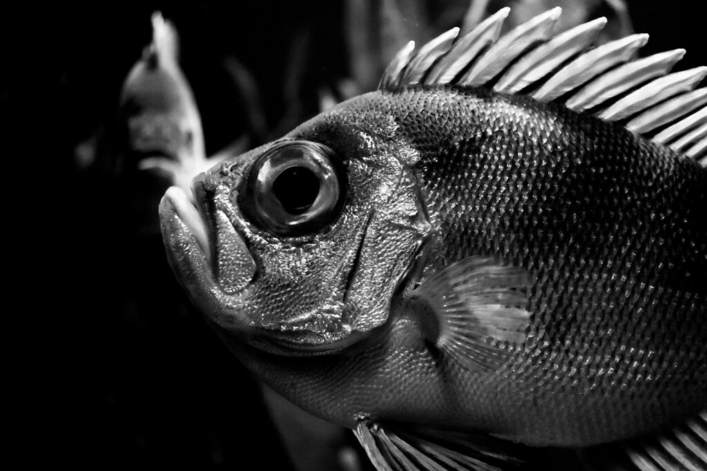 Fisch mit großen Auge