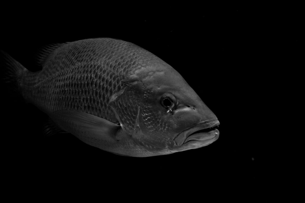 Fisch