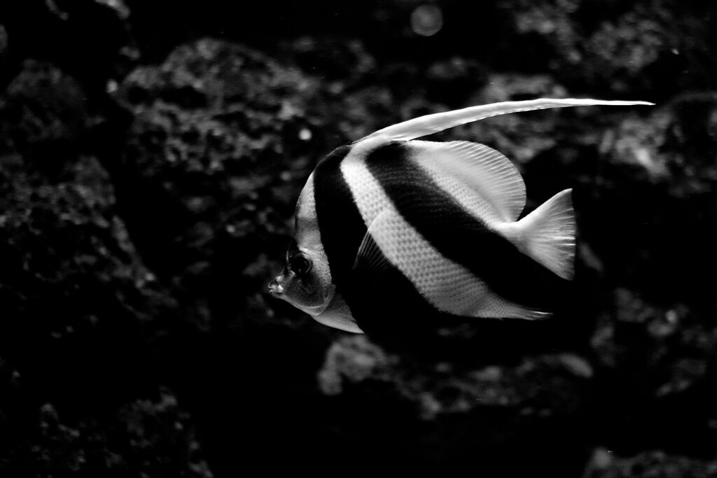 Fisch