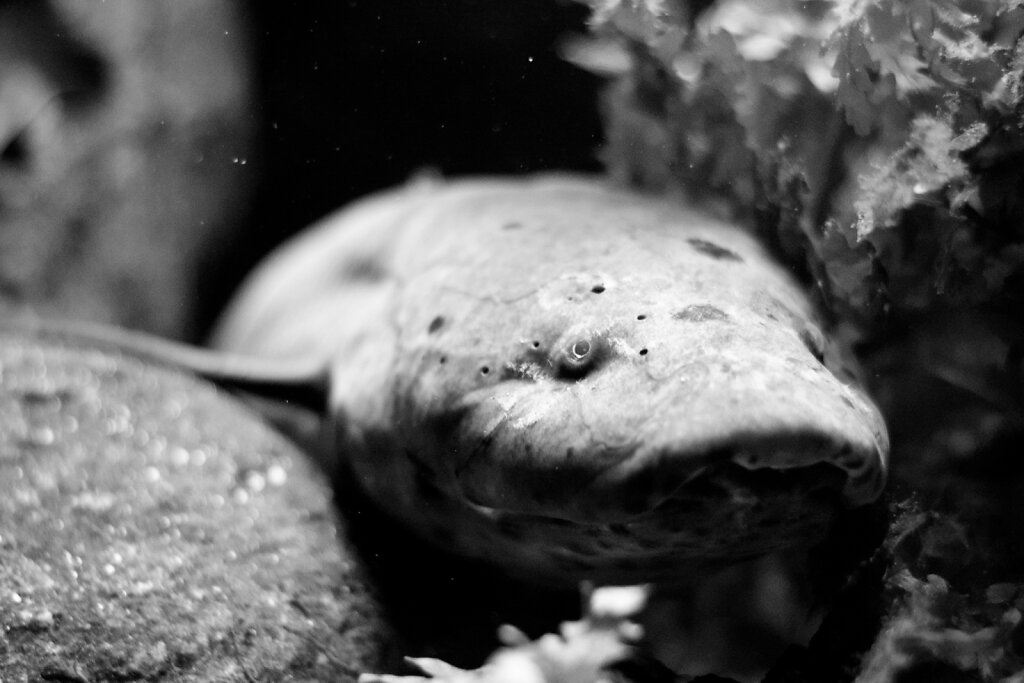 Fisch