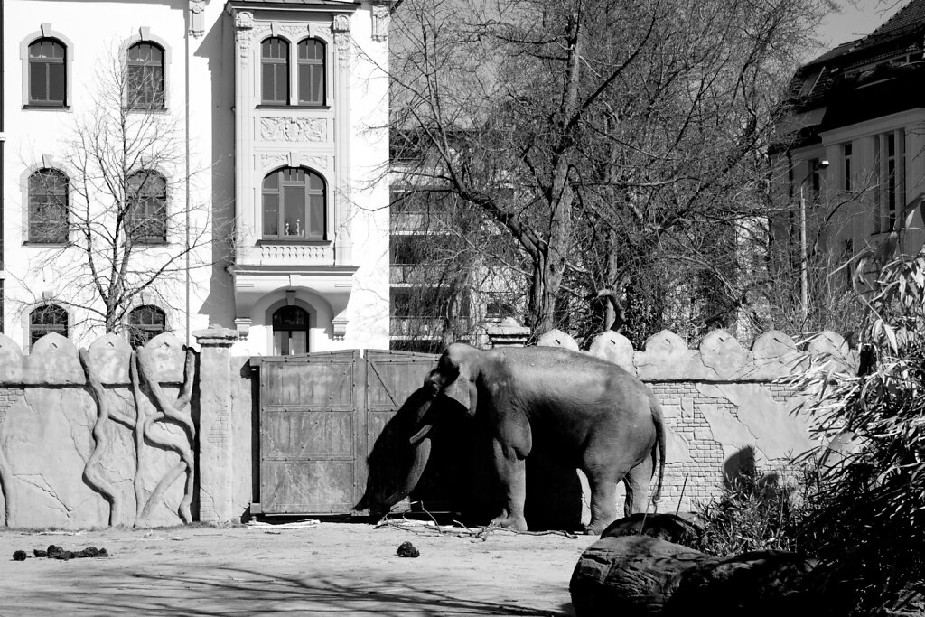Elefant am Tor