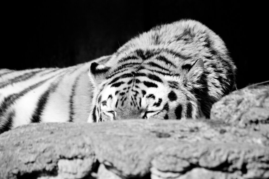 Tiger Schlafen Schwarzweiß