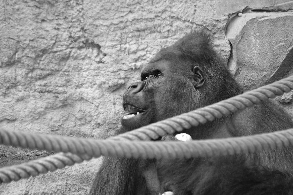 Gorilla