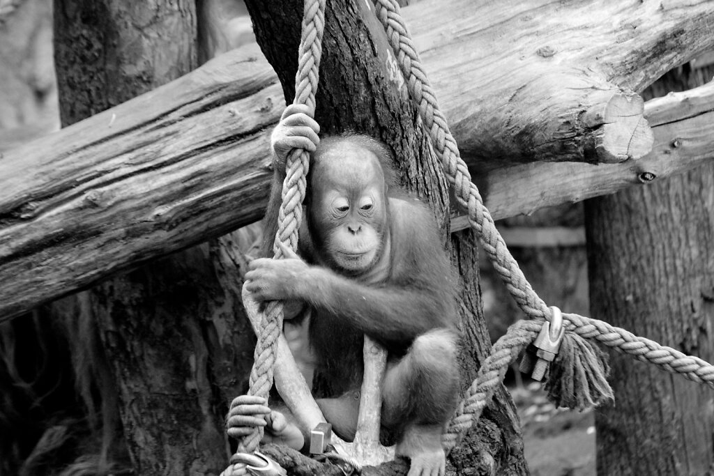 Affe traurig