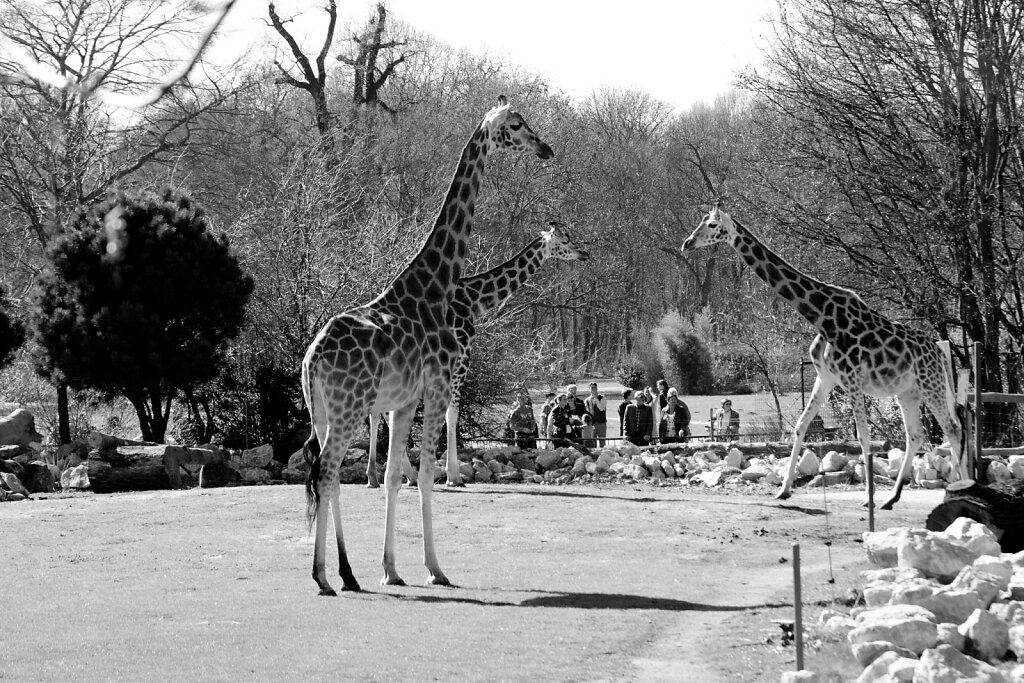 Giraffe Gruppe