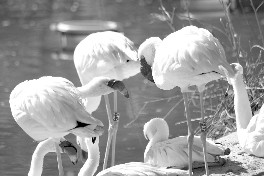 Flamingo Gruppe