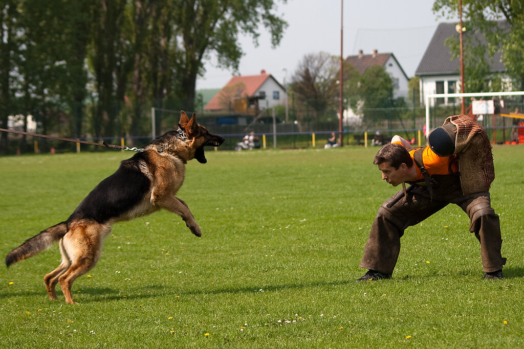 Hundesport Mutig