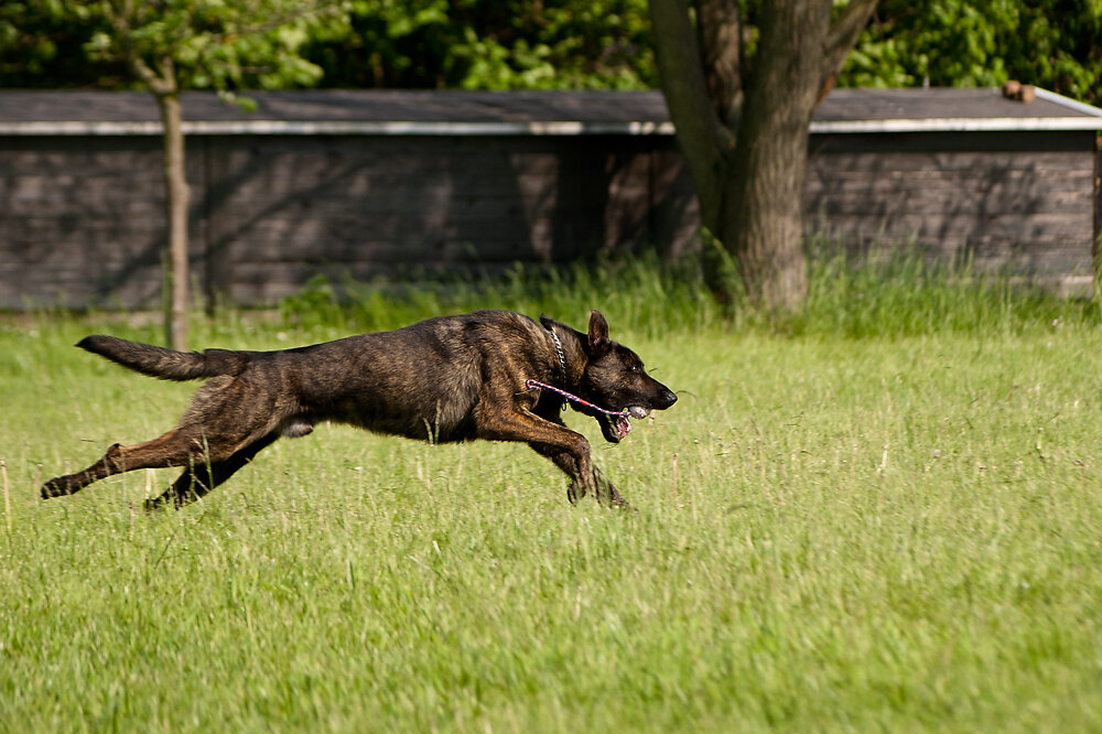 Hund laufen