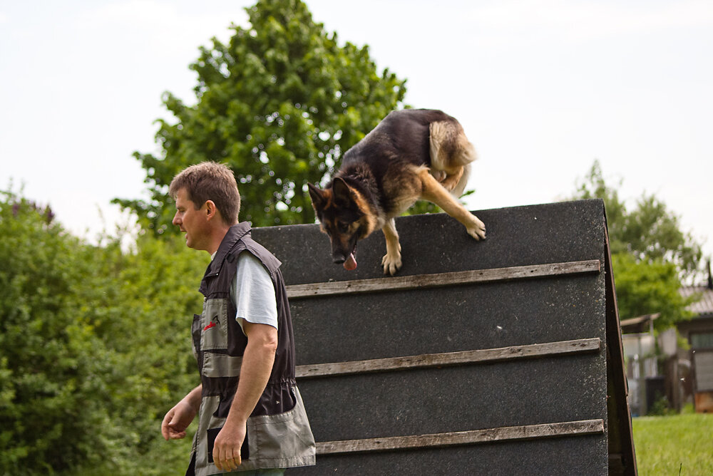Hundesport Hürde