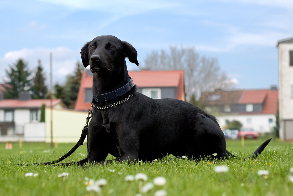 Hund liegend