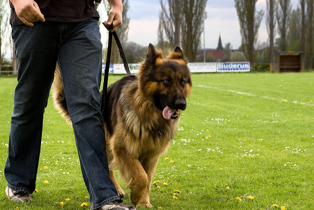 Hund Flauschig