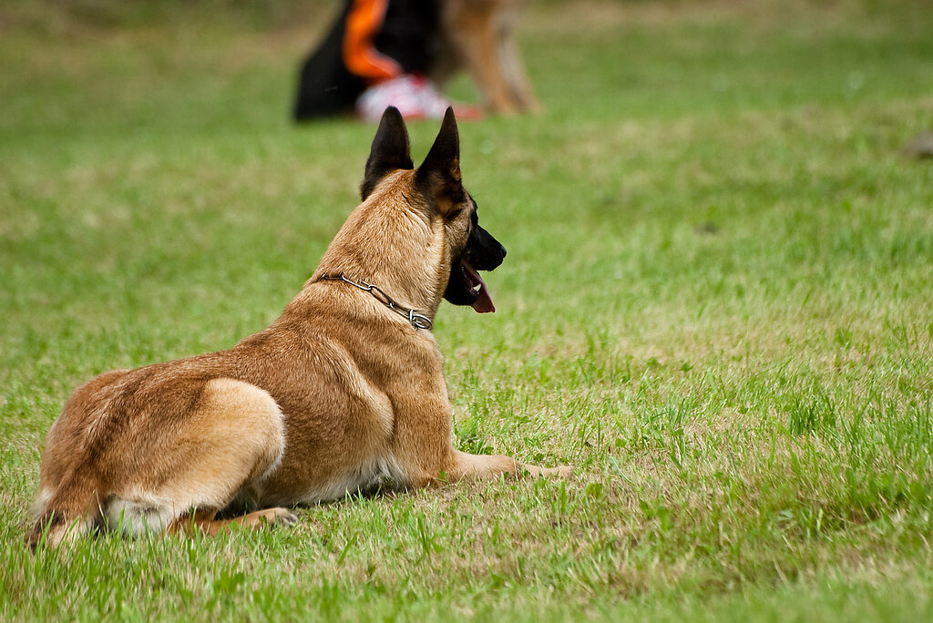 Malinoi liegen