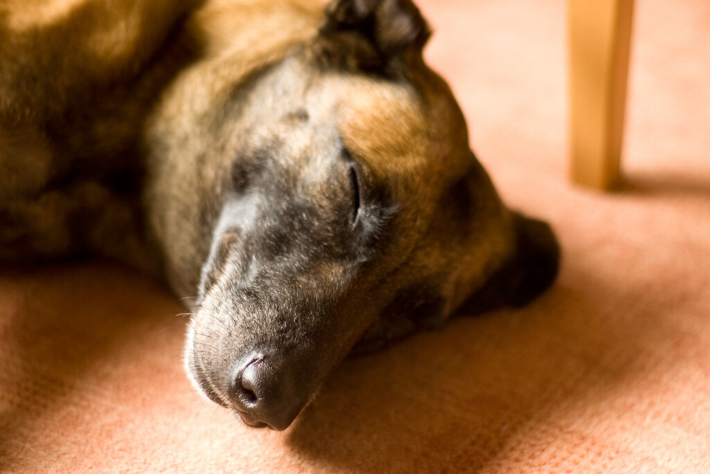 Malinoi Schlafen