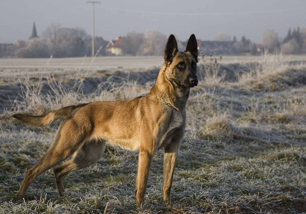 Malinoi stehend
