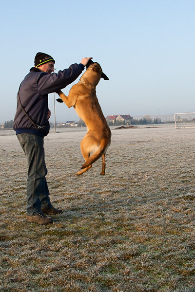 Malinoi Sprung