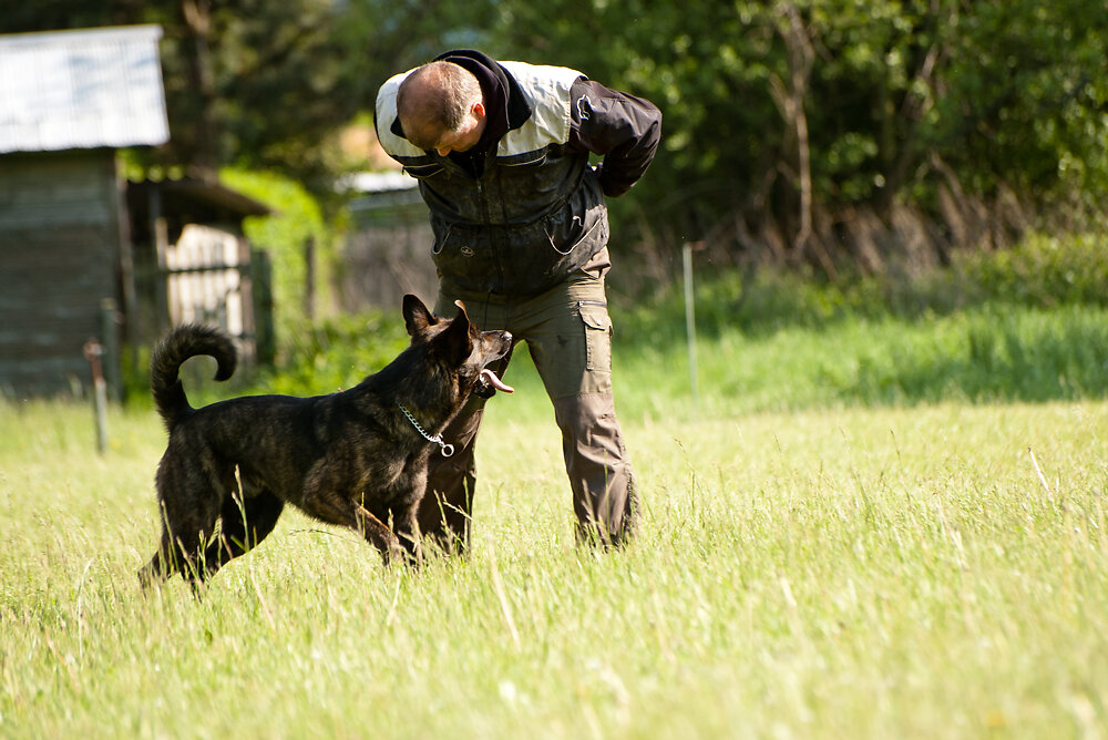 Hundesport spielen