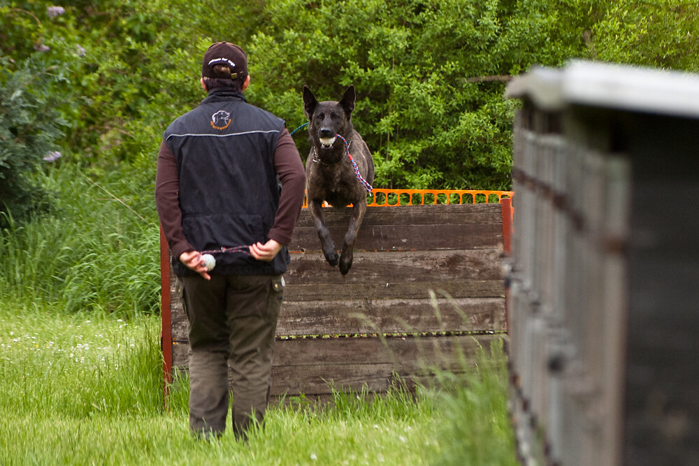 Hundesport Hürde