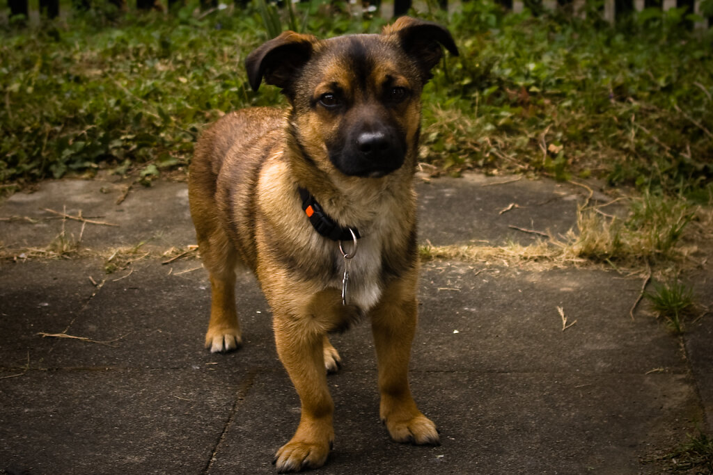kleiner Hund