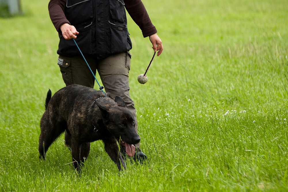 Hundesport Ball