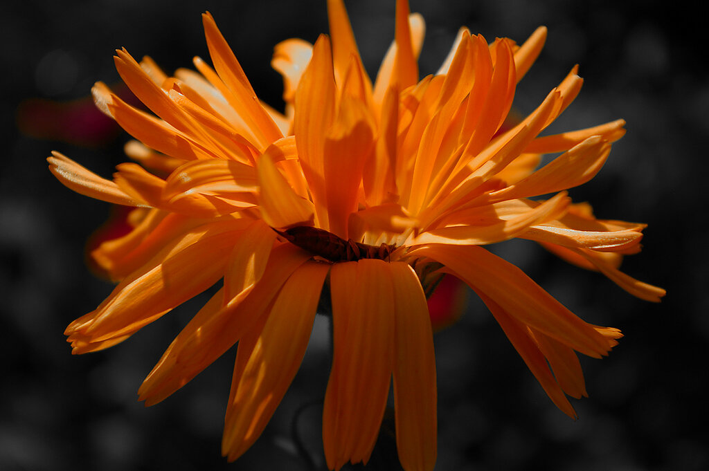 Blüte Orange
