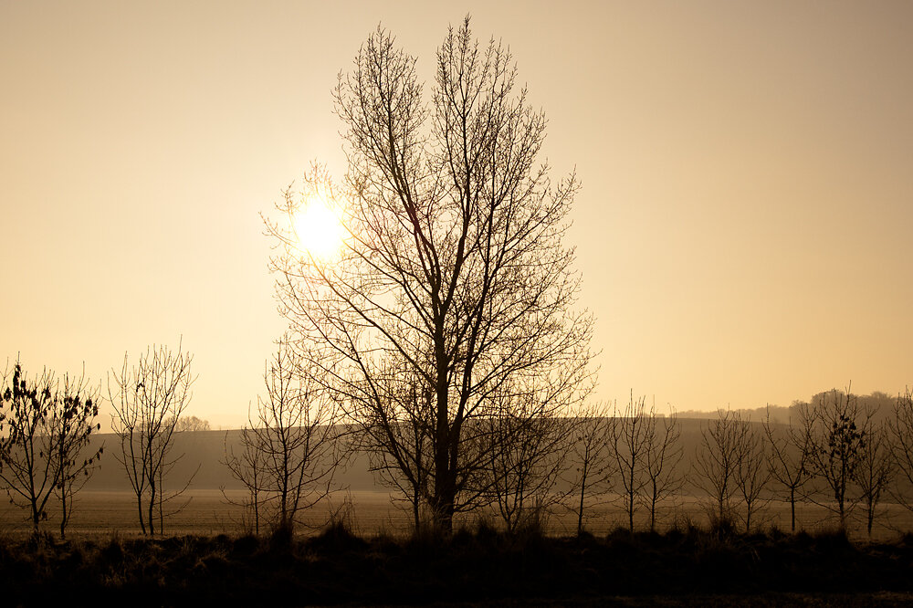 Sonne hinter Baum