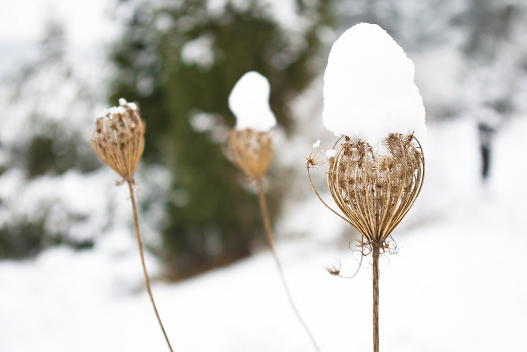 Neuschnee