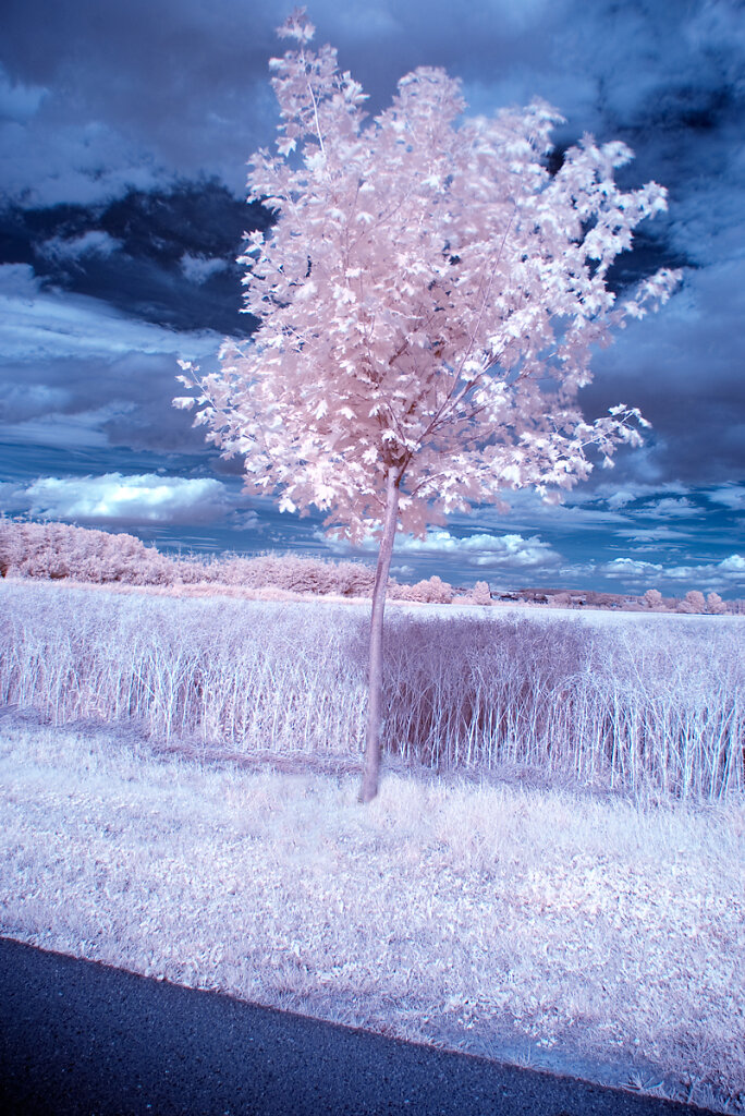 Obstbaum Infrarot