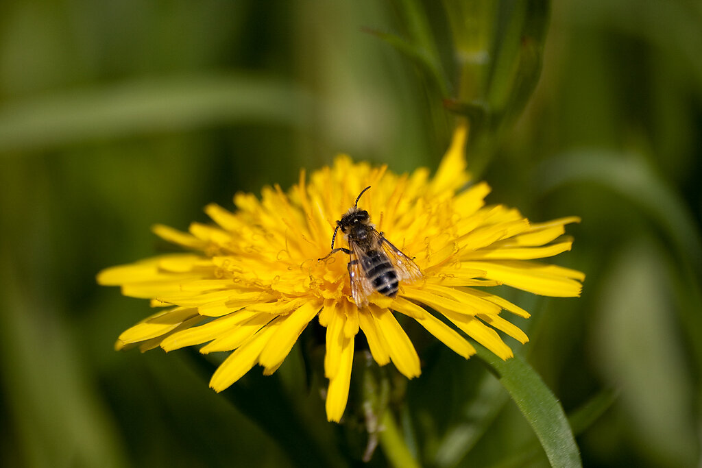 Biene und Löwenzahn