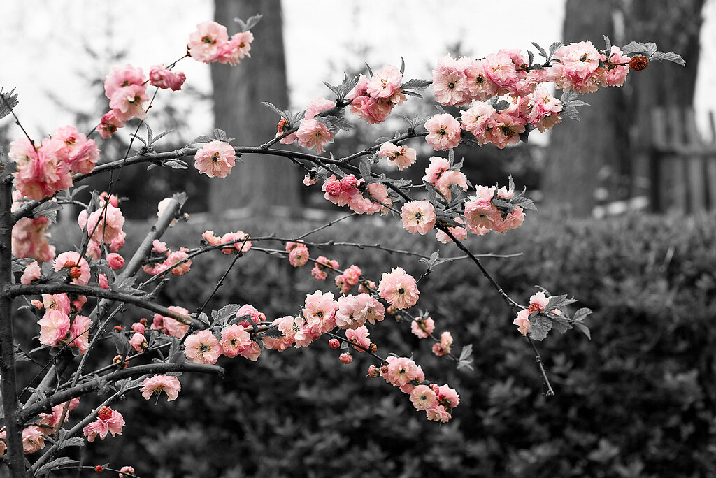 rosa Blüten