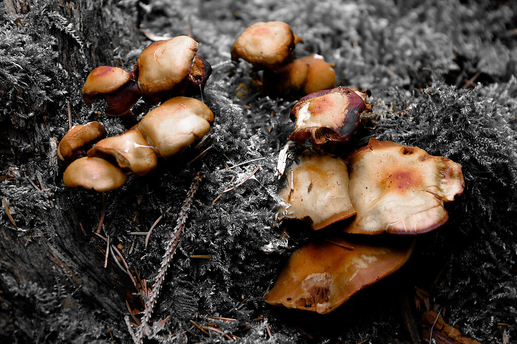 Waldpilze