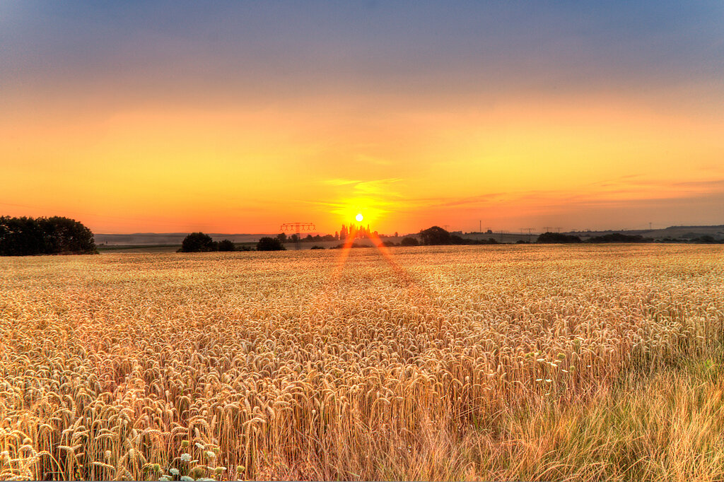 Sonnenaufgang Getreidefeld