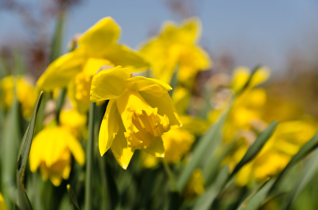 Osterglocke Blume