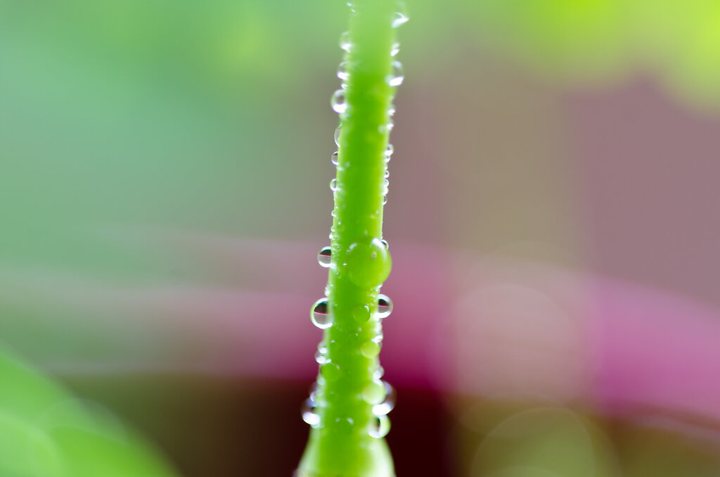 Makro Bilder