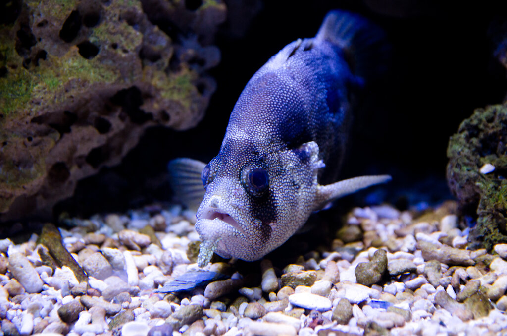 Fisch in einer Höhle