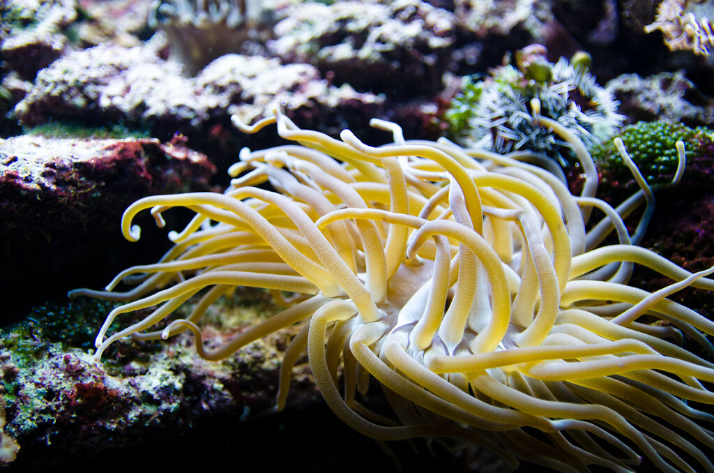 Seeanemone