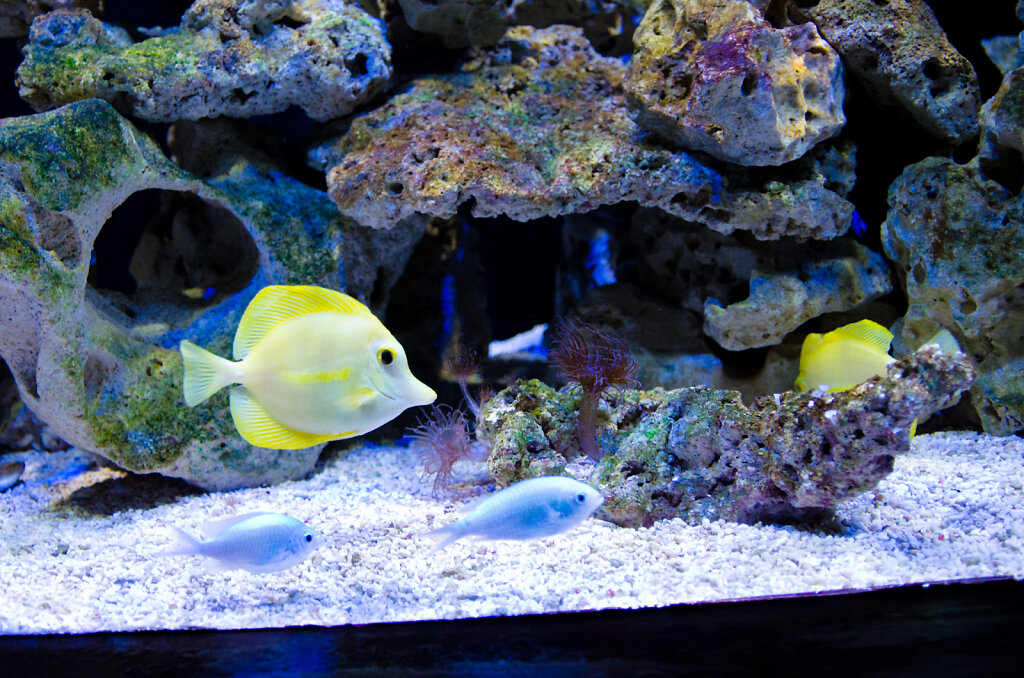 Fische im Aquarium