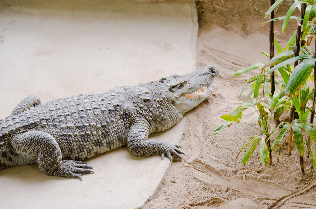 Krokodil Zoo Leipzig