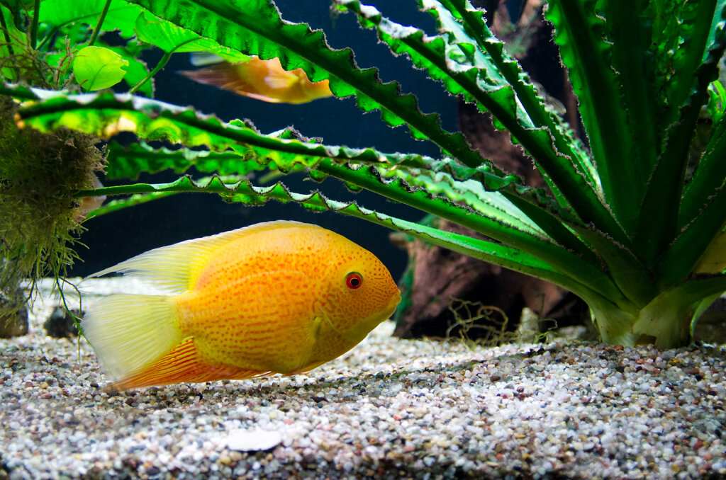 gelber Fisch im Aquarium